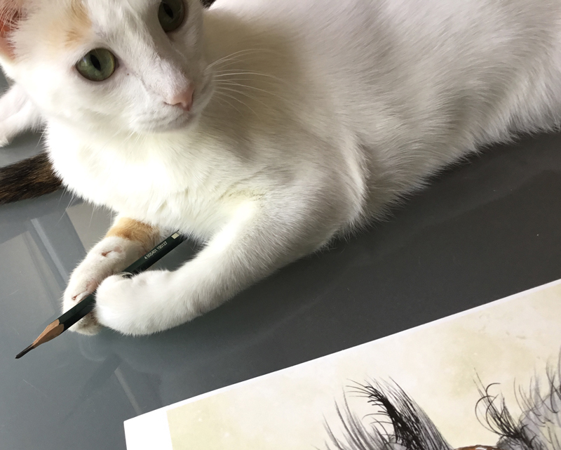 gato-con-lápiz